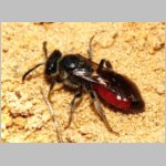 Sphecodes pellucidus - Blutbiene w004b 9mm - Halen Waldgebiet TUEP det.jpg